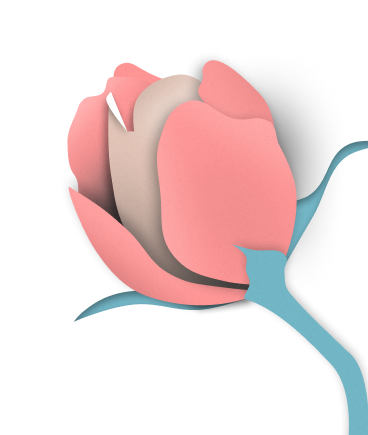 picture of a rose